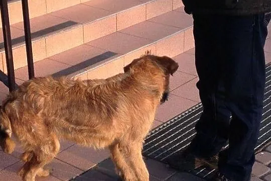 Młodziutka, łagodna Zuzia_ szorstkowłosa piękność 