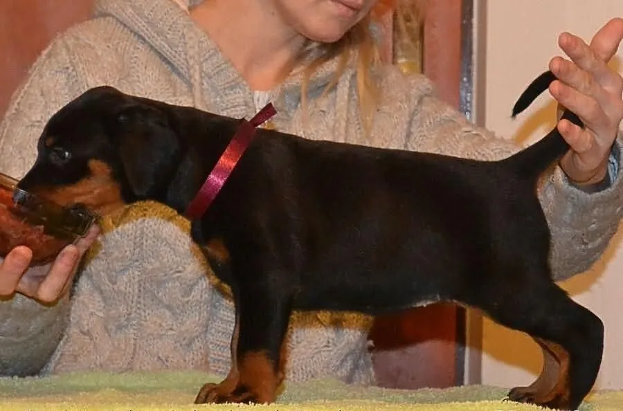 Doberman szczenięta FCI