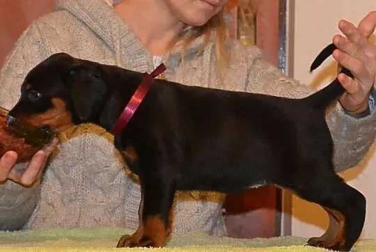 Doberman szczenięta FCI