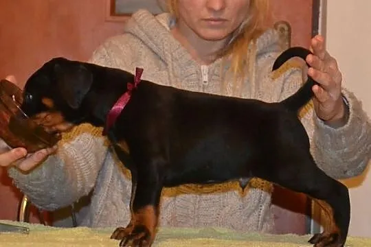 Doberman szczenięta FCI