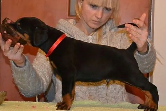 Doberman szczenięta FCI
