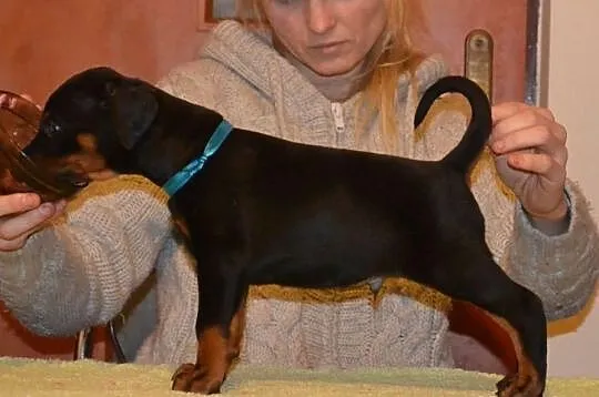 Doberman szczenięta FCI