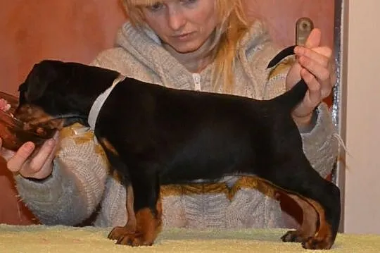 Doberman szczenięta FCI