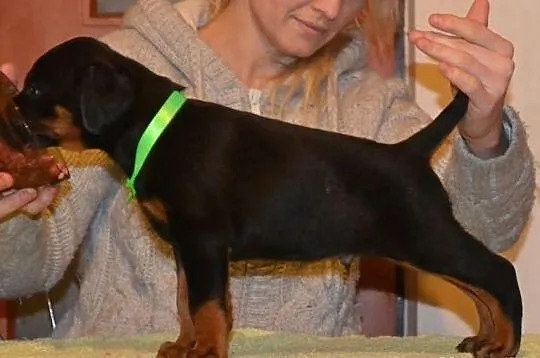 Doberman szczenięta FCI