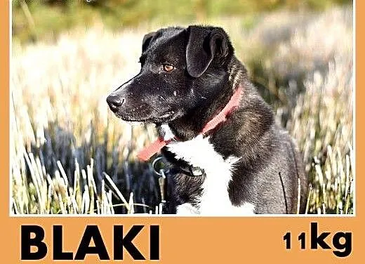 BLAKI,rodzinny,towarzyski,łagodny pies.ADOPCJA, ś