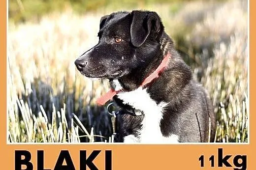 BLAKI,rodzinny,towarzyski,łagodny pies.ADOPCJA, śląskie Katowice