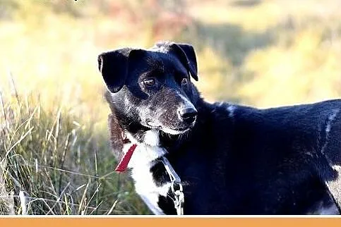 BLAKI,rodzinny,towarzyski,łagodny pies.ADOPCJA,  ś