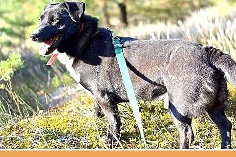 BLAKI,rodzinny,towarzyski,łagodny pies.ADOPCJA,  ś