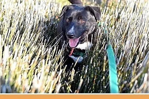 BLAKI,rodzinny,towarzyski,łagodny pies.ADOPCJA,  ś