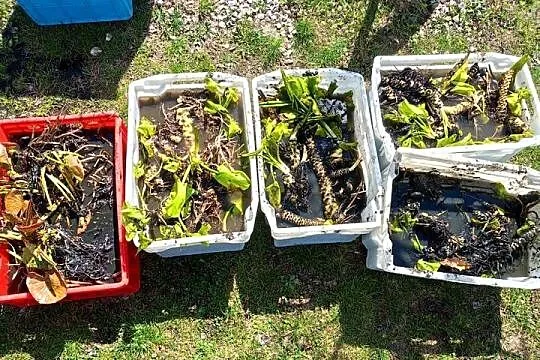Grążel żółty sadzonka rośliny do oczka wodnego, Podkarpackie, Rakszawa