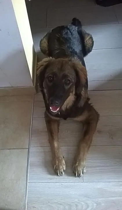 Czoko - szczeniak do adopcji , szuka kochającego d