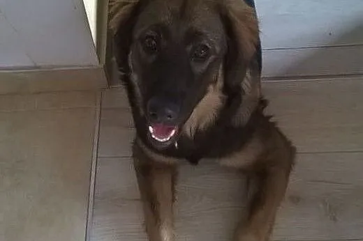 Czoko - szczeniak do adopcji , szuka kochającego d