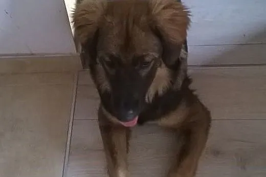 Czoko - szczeniak do adopcji , szuka kochającego d