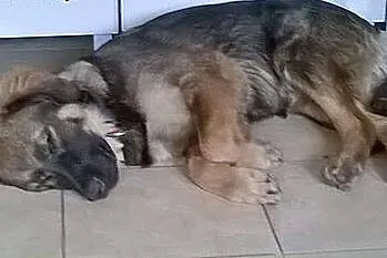 Czoko - szczeniak do adopcji , szuka kochającego d