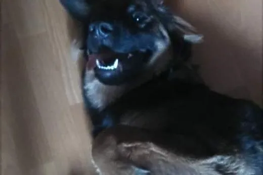 Czoko - szczeniak do adopcji , szuka kochającego d