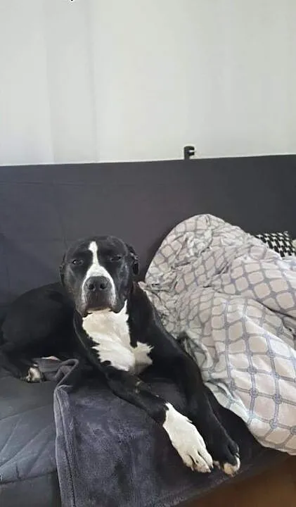 Fajna amstaffka Kora czeka na dobry dom, Amstaff