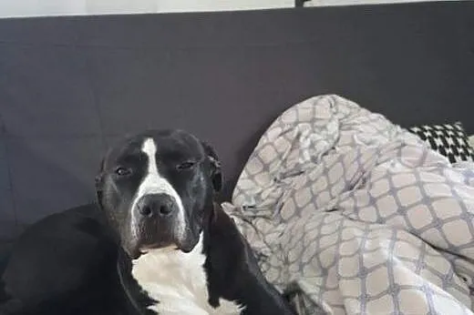 Fajna amstaffka Kora czeka na dobry dom, Amstaff cała Polska