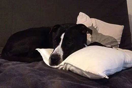 Fajna amstaffka Kora czeka na dobry dom,  Amstaff 