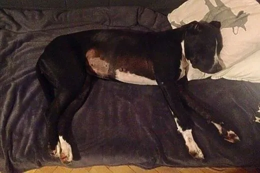 Fajna amstaffka Kora czeka na dobry dom,  Amstaff 