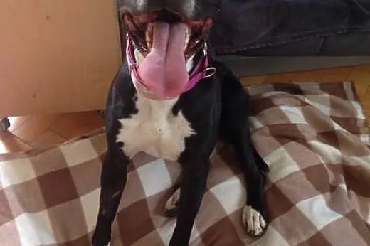 Fajna amstaffka Kora czeka na dobry dom,  Amstaff 
