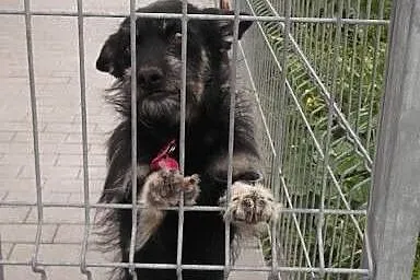 Hary młody psiak szuka kochającego domu!!!,  dolnośląskie Wrocław