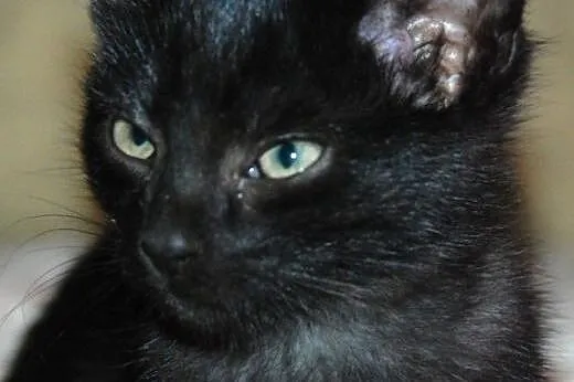 Kociak kocurek Mrozitek 8 tyg. miły, łagodny ADOPC