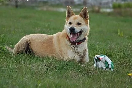 Do adopcji śliczny psiak,  zachodniopomorskie Szcz