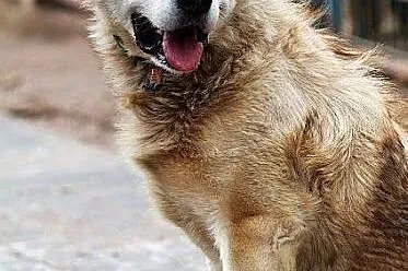 MATRIX kłapouchy alaskan malamute ADOPCJA,  małopo