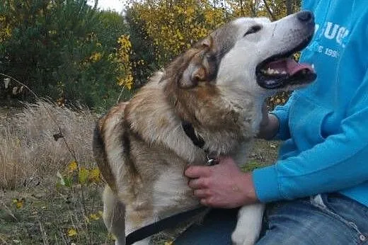 MATRIX kłapouchy alaskan malamute ADOPCJA,  małopo