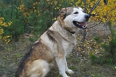 MATRIX kłapouchy alaskan malamute ADOPCJA,  małopo