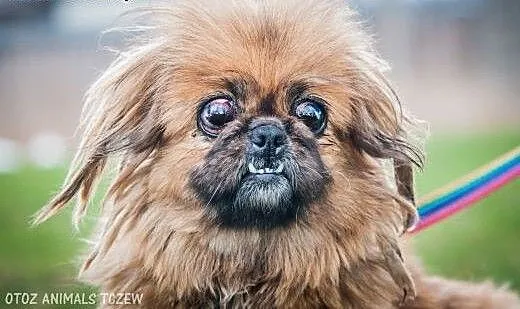 OTOZ Animals - Pepa - niewidoma pekinka o anielski
