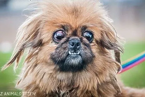 OTOZ Animals - Pepa - niewidoma pekinka o anielski