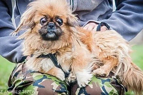OTOZ Animals - Pepa - niewidoma pekinka o anielski