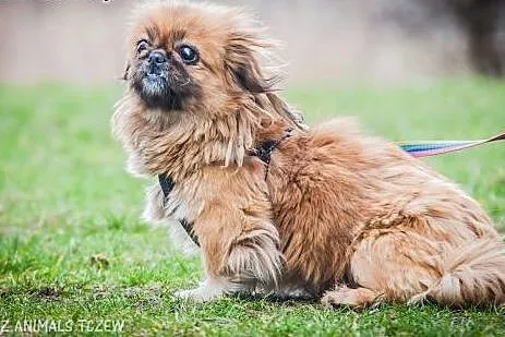 OTOZ Animals - Pepa - niewidoma pekinka o anielski