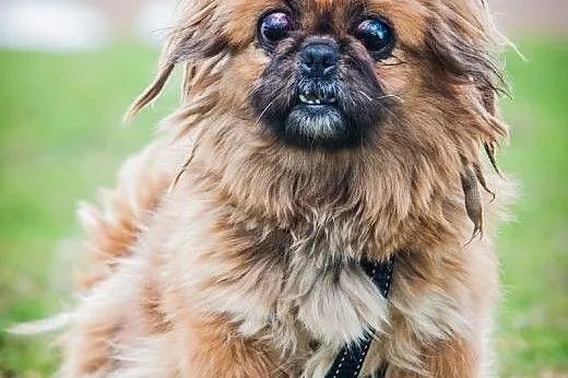 OTOZ Animals - Pepa - niewidoma pekinka o anielski