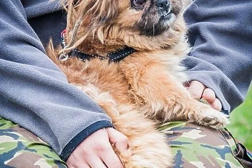 OTOZ Animals - Pepa - niewidoma pekinka o anielski