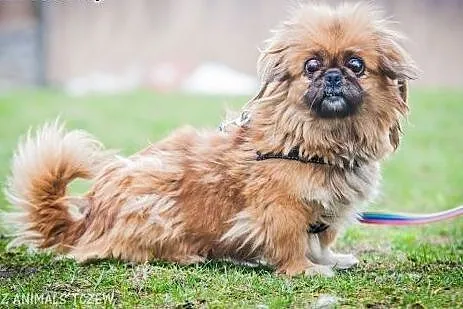 OTOZ Animals - Pepa - niewidoma pekinka o anielski