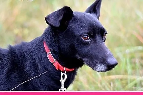 Kłębek radości,łagodny,rodzinny piesek 10kg, KUBA.Adopcja,  śląskie Katowice