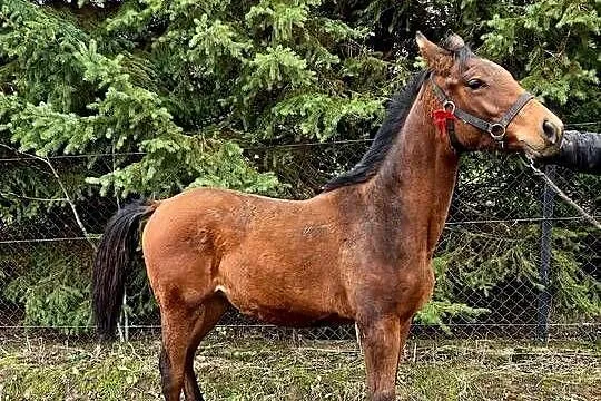Piekny ogierek małopolski, bardzo dobre pochodzenie., Lubelskie, Świdnik