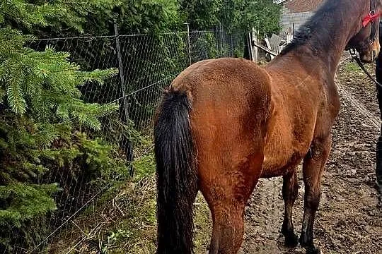 Piekny ogierek małopolski, bardzo dobre pochodzenie., Lubelskie, Świdnik