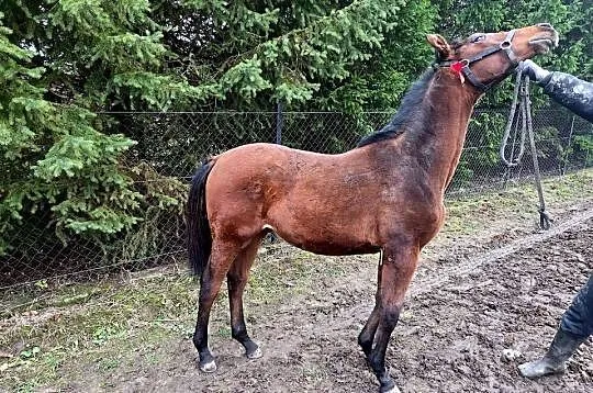 Piekny ogierek małopolski, bardzo dobre pochodzenie., Lubelskie, Świdnik