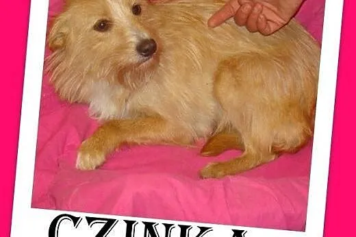 CZINKA pszeniczna,domowa,łagodna,rodzinna suczka.ADOPCJA,  małopolskie Kraków