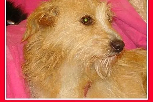 CZINKA pszeniczna,domowa,łagodna,rodzinna suczka.A