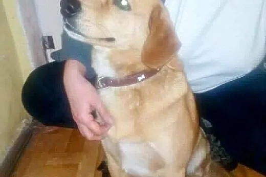 Osierocony Stewen szuka kochającej rodziny,  mazow