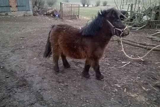 SPRZEDAM OGIERKA KUC !!!
