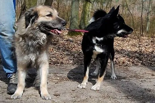 Bronek bardzo fajny młody psiak,  pomorskie Słupsk