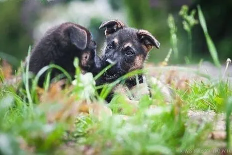 Kredka i Kropka - Dwie 9 tygodniowe sunie czekają 