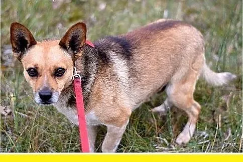 7kg,mały,przyjazny,łagodny piesek SPRAJT.Adopcja,  dolnośląskie Wrocław