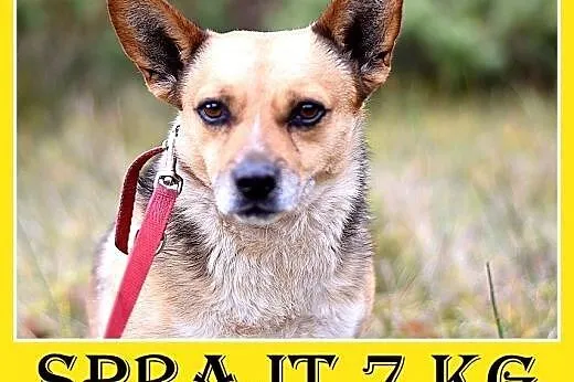 7kg,mały,przyjazny,łagodny piesek SPRAJT.Adopcja, 