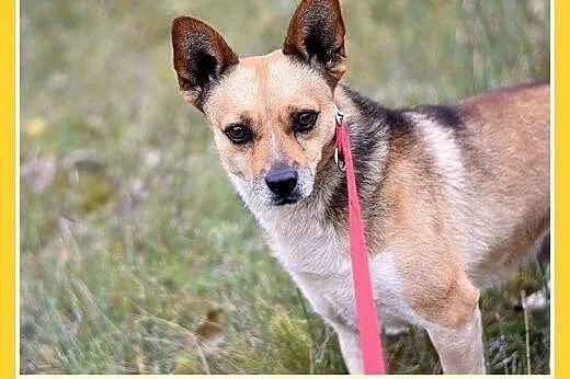 7kg,mały,przyjazny,łagodny piesek SPRAJT.Adopcja, 